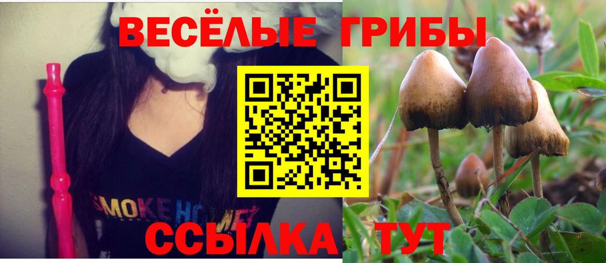 Псилоцибиновые грибы Psilocybine cubensis Кизляр